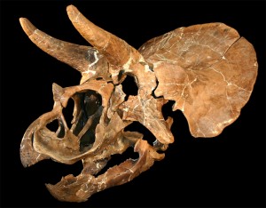 Museum - Schädel des Triceratops Homer