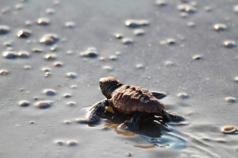 Eine frisch geschlüpfte Unechte Karettschildkröte auf dem Weg ins Meer. Foto: Georgia Sea Turtle Center, Breanna Ondich.