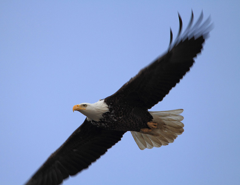 Great River Road in Illinois / Weisskopfadler beobachten