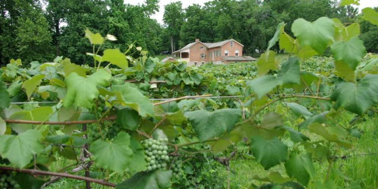 Nauvoo State Park / Reben von Baxters Vineyards und Winery (photo: Illinois PR)