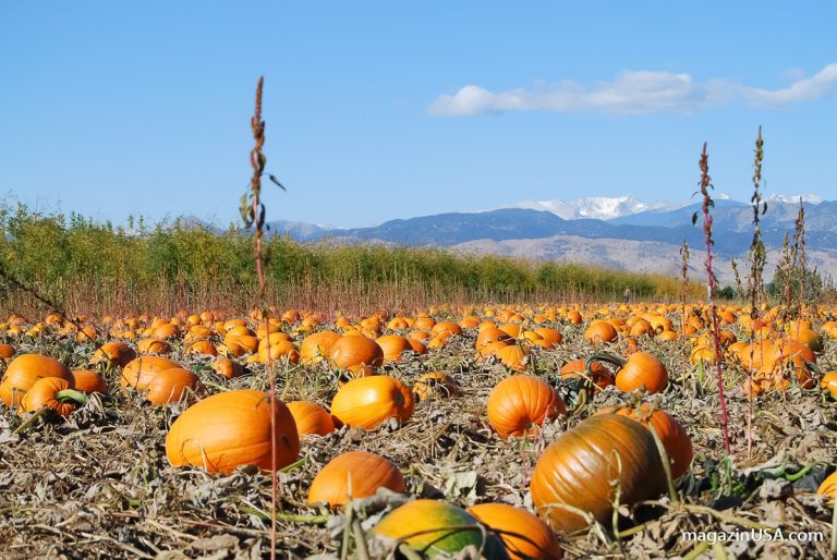 Kürbis Feld -- der Pumpkin ist ein Symbol für Thanksgiving in den USA