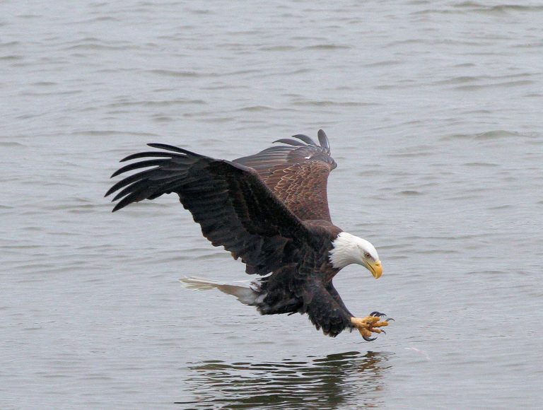 Great River Road Illinois - Weißkopfseeadler auf Fischfang - Foto Great River Road Illinois