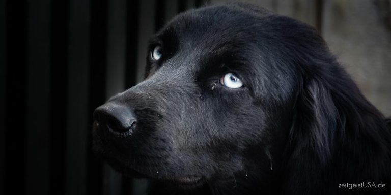 Hund mitnehmen in die USA