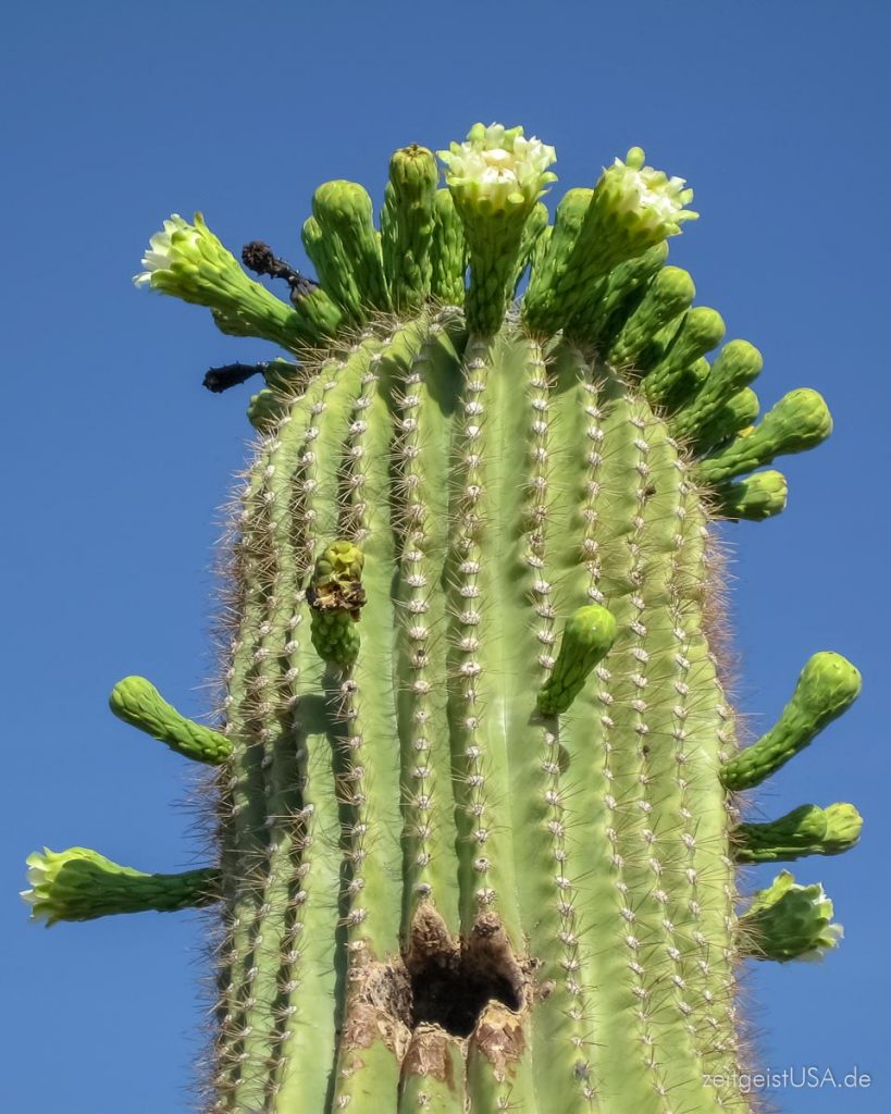Saguaro Cactus in der Blütezeit, ca. Mai/Juni