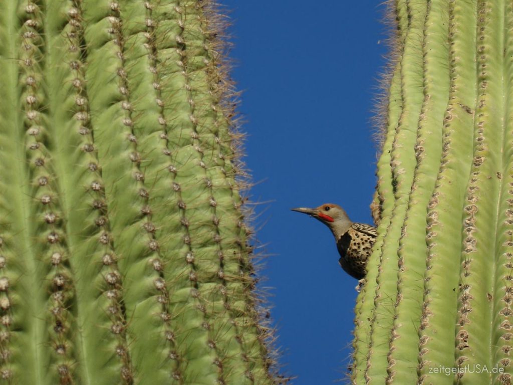 Spechte nisten im Saguaro Cactus