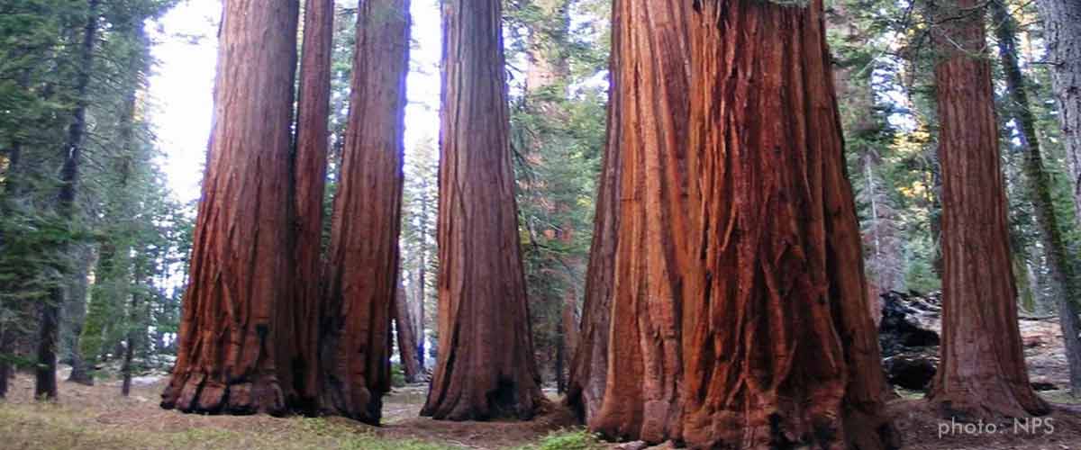 Sequoia Nationalpark, Kalifornien