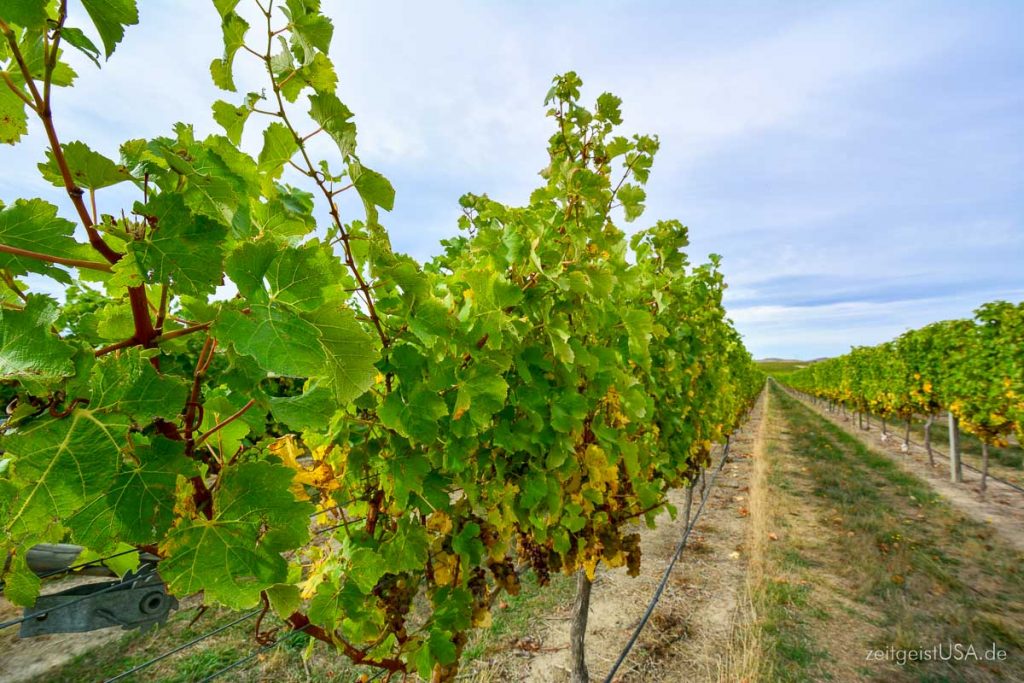 Weinparadies Kalifornien -- Napa, Sonoma und mehr