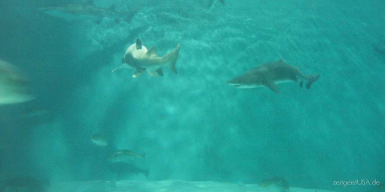 Haie in amerikanischen Gewässern
