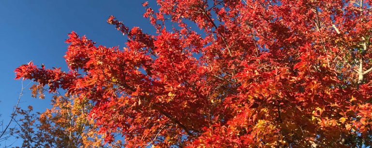 Herbstblätter -- Indian Summer