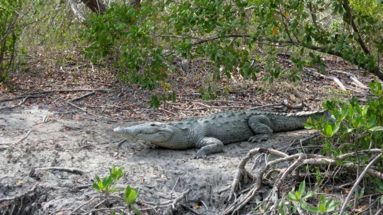 Everglades Nationalpark, Florida: Amerikanisches Krokodil in Cape Sable (photo: NPS)