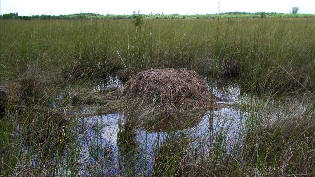 Everglades Nationalpark, Florida: Alligator Nest (photo: NPS)