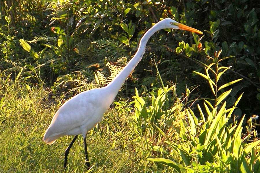 Everglades Nationalpark, Florida: Great Egret (photo: NPS)