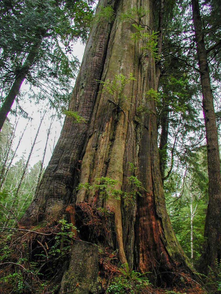Regenwald im Olympic Nationalpark, Washington State, im Nordwesten der USA