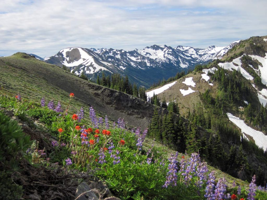 Wildblumen in der Gebirgsregion im Olympic Nationalpark, Washington, USA (photo: NPS)