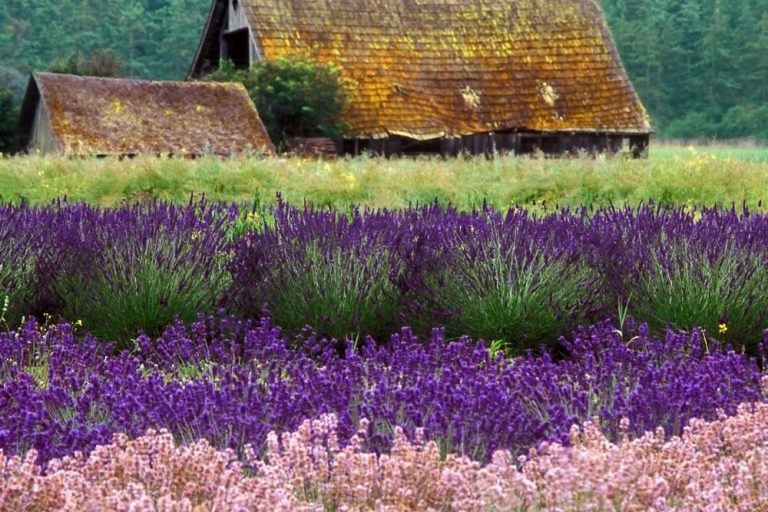 Sequim Lavender Festival (photo: Sequim Lavender Festival; D. Dungeness)