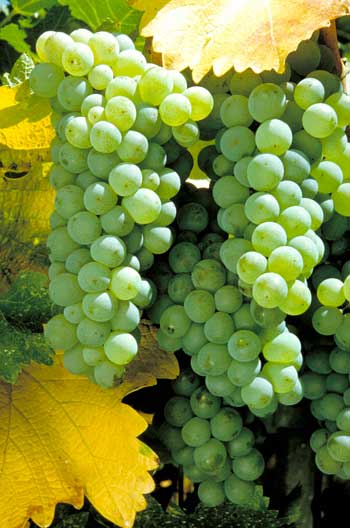 Sauvignon Blanc Traube