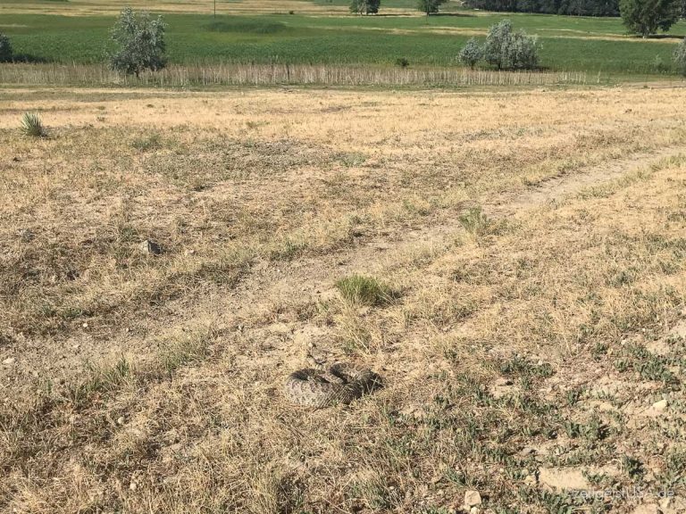 Klapperschlange im Prairiegras neben Wanderweg
